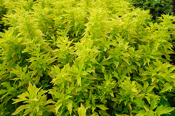 Coleus 14JPG